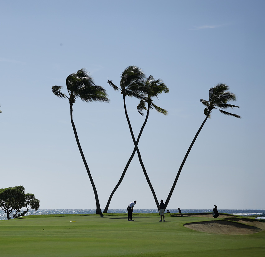 A group of palm trees on a golf course.

Description generated by AI